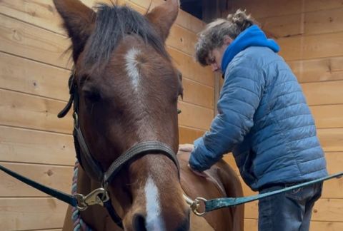 Chiropractic Care for Horses