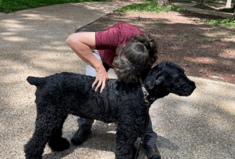 Chiropractic Care for Dogs