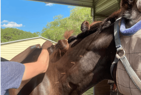 Acupuncture for Horses